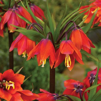 Фритилария - Fritillaria Imperialis Rubra